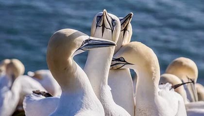 九游体育jiuyousports-青年才俊闪耀转会市场，多家俱乐部争逐未来之星，青年才俊,未来可期